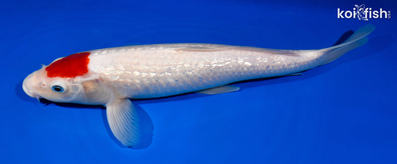 13.75" GINRIN TANCHO KOHAKU