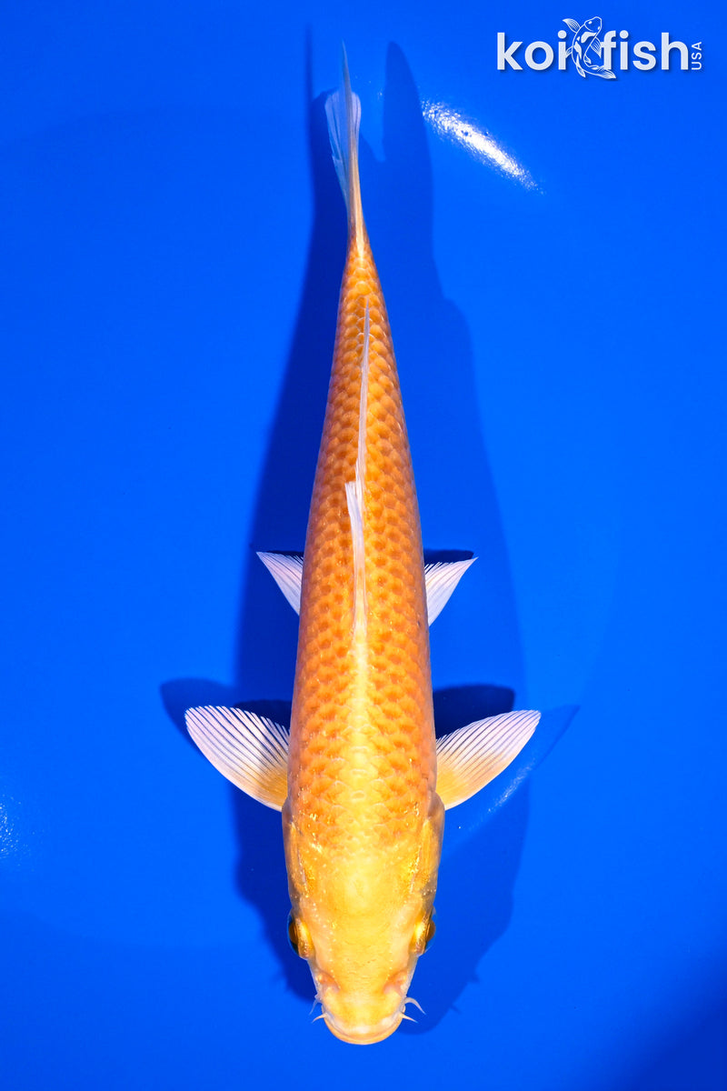 6.75" YAMABUKI OGON
