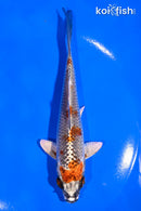 5.5" BENI GINGA
