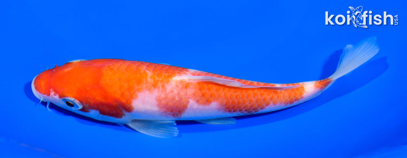 6" KOHAKU