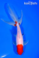 7.25" WATONAI GOLDFISH