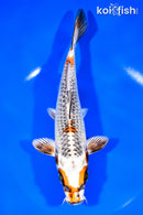 7.75" KUJAKU