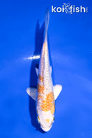 4" GINRIN LEMON HARIWAKE