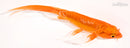 6.75" DOITSU ORENJI OGON BUTTERFLY