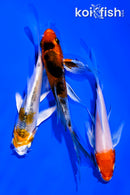 PACK OF (3) 4-4.5" BUTTERFLY KOI