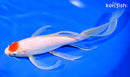 10" TANCHO KOHAKU BUTTERFLY