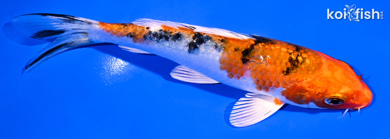 5.25" YAMATO NISHIKI