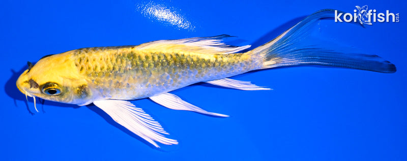 5.25" KUJAKU BUTTERFLY