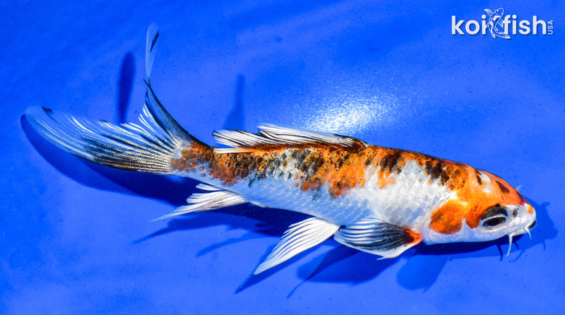 5.5" YAMATO NISHIKI BUTTERFLY