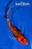 5" GINRIN YAMATO NISHIKI BUTTERFLY