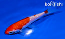 4" GINRIN KOHAKU