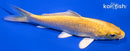 4.5" YAMABUKI OGON