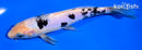 6.75" DOITSU SHIRO BEKKO