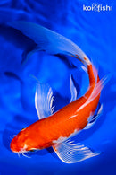 9" HARIWAKE BUTTERFLY