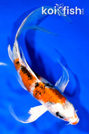 8.5" YAMATO NISHIKI BUTTERFLY