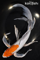 12.5" OCHIBA SHIGURE BUTTERFLY