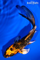 5.25" KIN HI UTSURI BUTTERFLY