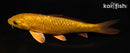 6.75" GINRIN CHAGOI