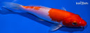 6.75" HARIWAKE