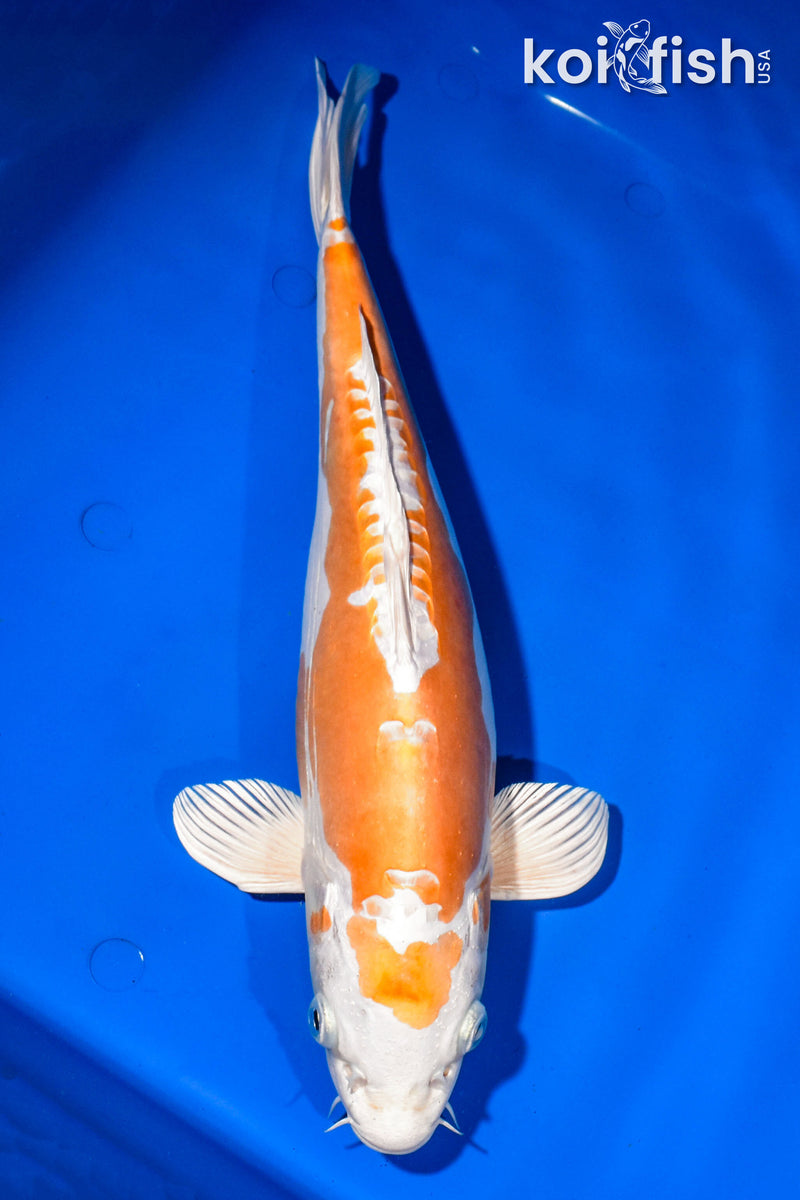 14.75" KIKUSUI