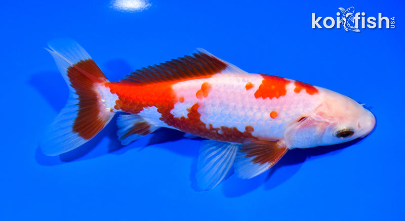 5.75" WAKIN GOLDFISH