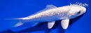 4.5" GINRIN PLATINUM OGON