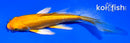 4.5" GINRIN YAMABUKI OGON BUTERFLY