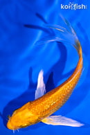 5.25" GINRIN YAMABUKI OGON BUTTERFLY