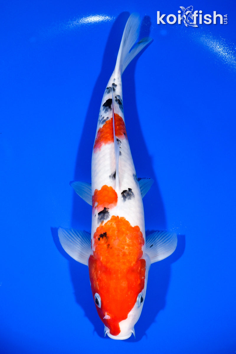 12.75" SANKE