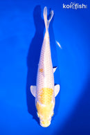 9.25" LEMON HARIWAKE