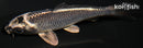 4.25" GIN MATSUBA