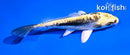 5" KIN KIKOKURYU