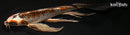 8.25" BENI GINGA BUTTERFLY