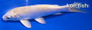 6.5" HARIWAKE