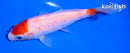 5" MARUTEN KOHAKU