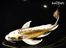 9.75" KIN KIKOKURYU BUTTERFLY
