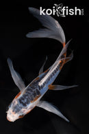 7" SHUSUI BUTTERFLY