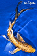 8" KIN KIKOKURYU BUTTERFLY