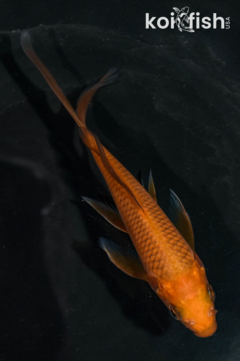 5" CHAGOI BUTTERFLY