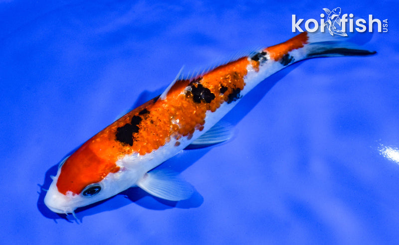 6.5" GINRIN AKA SANKE
