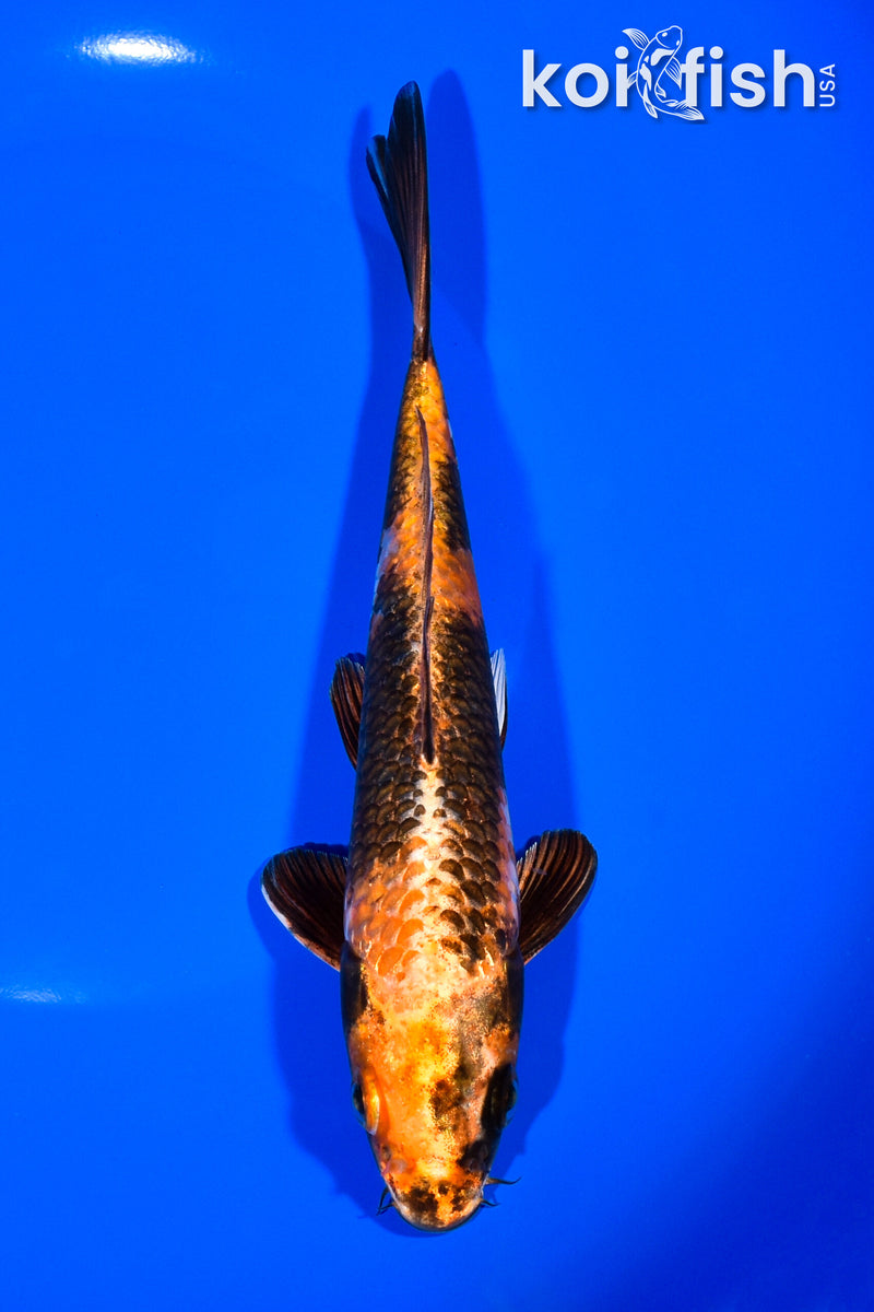 7.5" KIN KI UTSURI