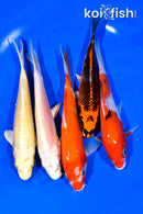 PACK OF (5) 5.5-6.25" STANDARD KOI