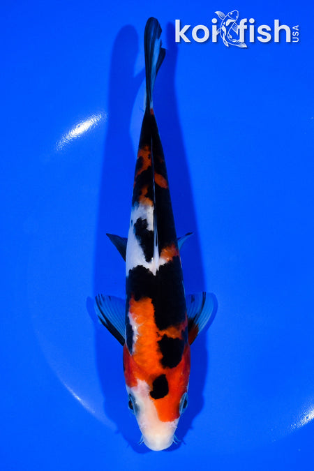 7.25" SANKE