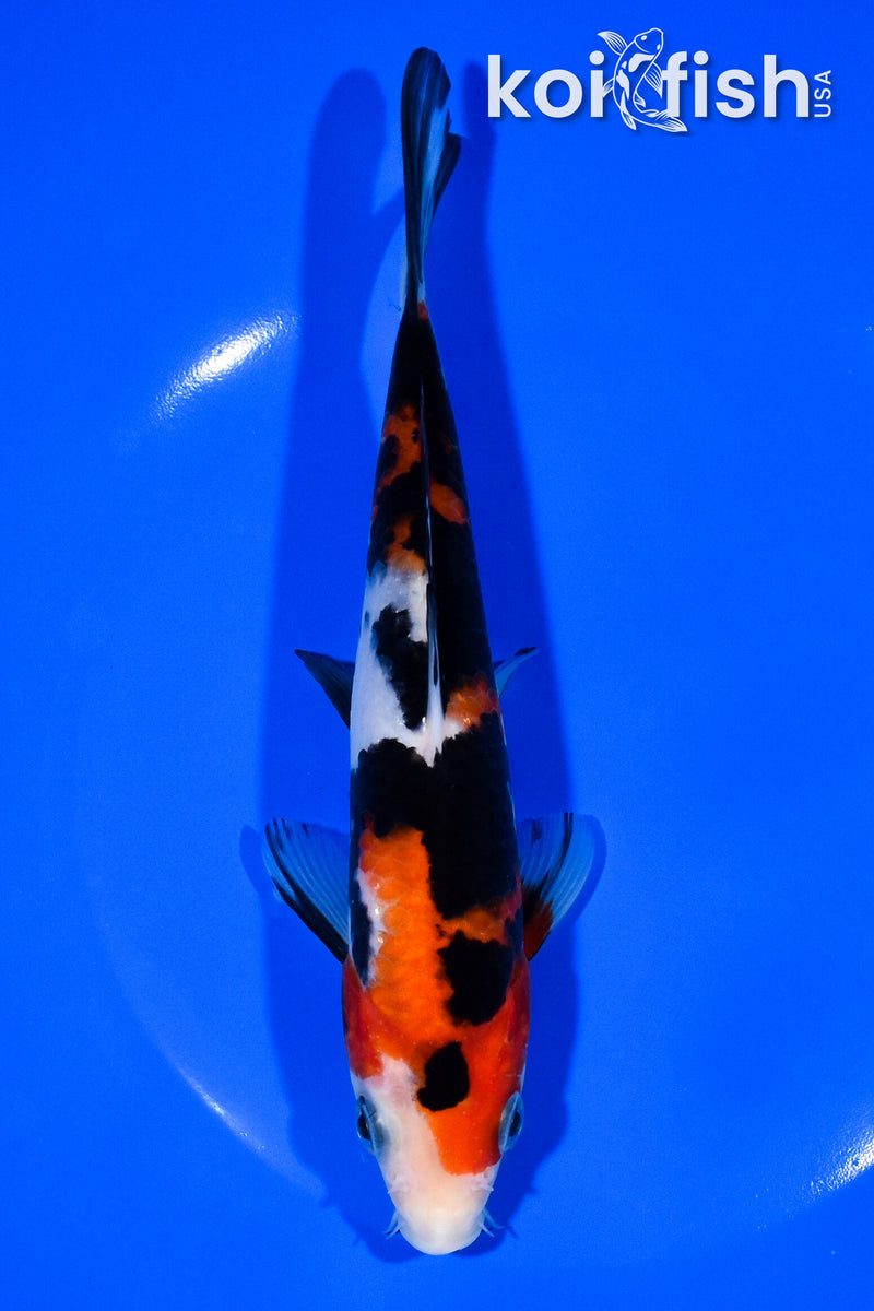 7.25" SANKE