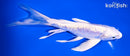 7.25" ARAGOKE PLATINUM OGON BUTTERFLY
