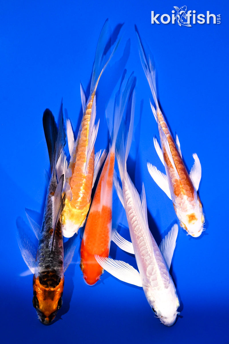 PACK OF (5) 4-5.5" BUTTERFLY KOI