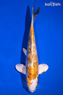 9.25" GINRIN YAMATO NISHIKI