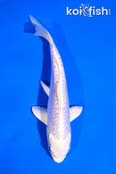 5" DOITSU PLATINUM OGON