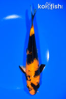 7.5" HI UTSURI