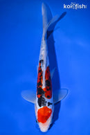 8.5"  DOITSU SANKE